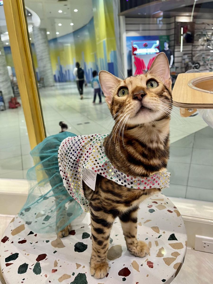 Một khoảnh khắc tại CATFE