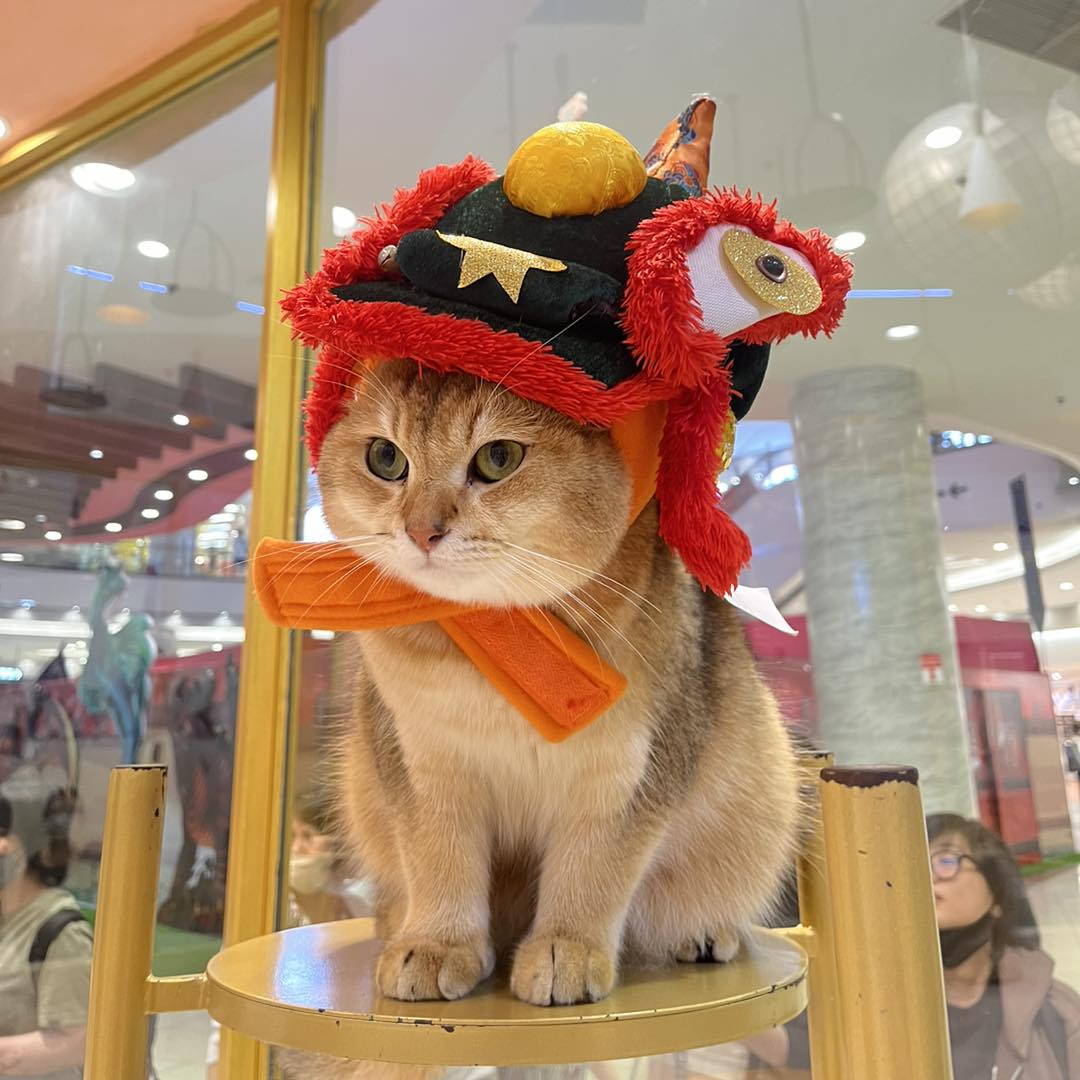 CATFE - Thiên đường cho những tín đồ yêu mèo tại AEON Tân Phú