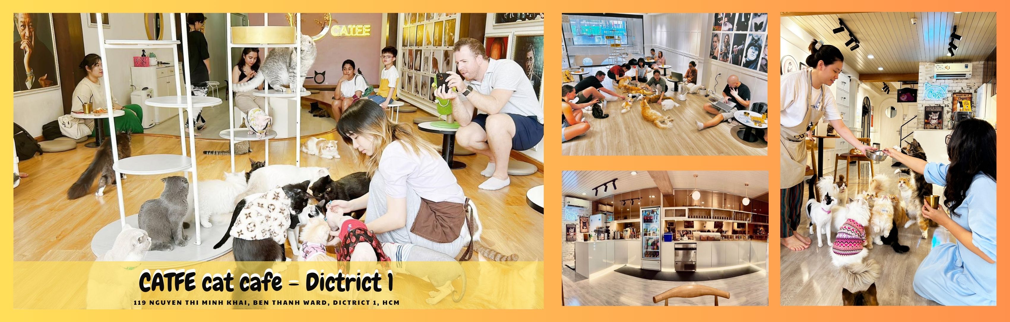 Gen Z Đi Chill: Cà Phê Mèo - Trend Giải Tỏa Stress Hot Hit Sau Giờ Học, Giờ Làm!