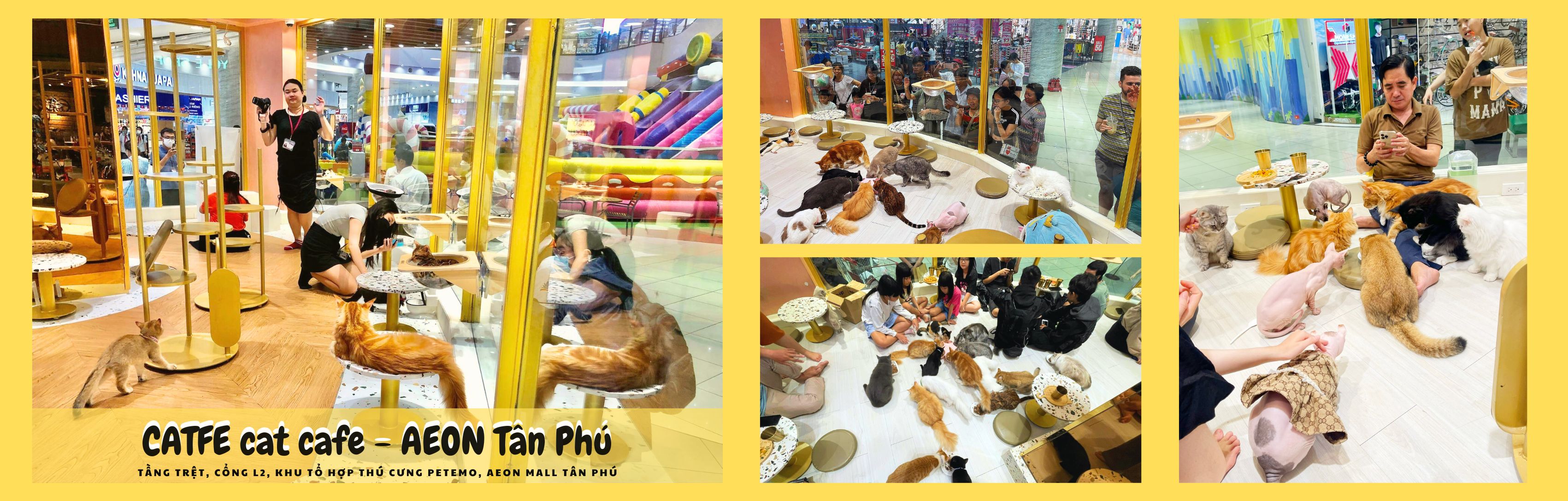 CATFE - Thiên đường cho những tín đồ yêu mèo tại AEON Tân Phú