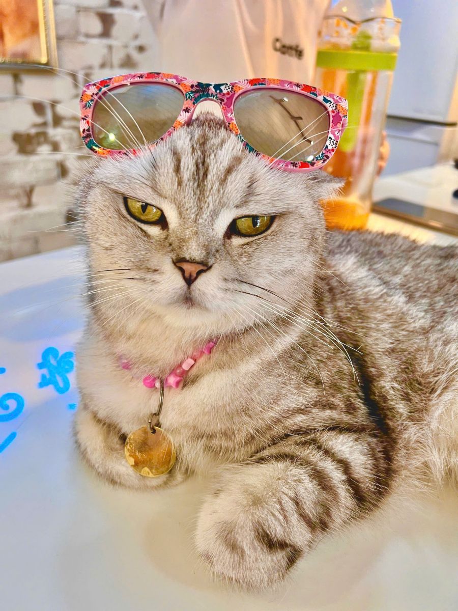 Khám Phá Thế Giới "Hoàng Thượng": Những Điều Thú Vị Về Mèo Sphynx, Maine Coon & British Shorthair Tại CATFE