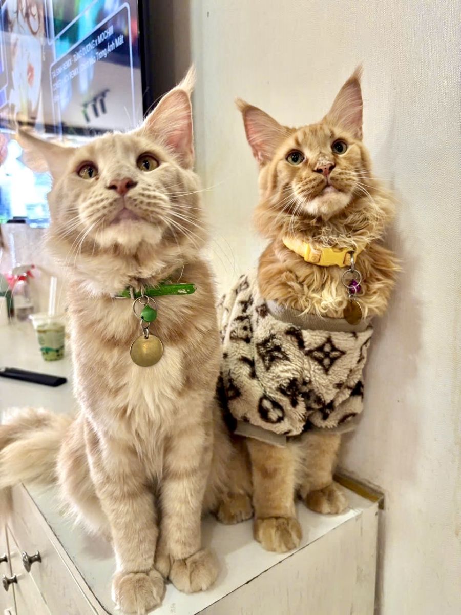 Khám Phá Thế Giới "Hoàng Thượng": Những Điều Thú Vị Về Mèo Sphynx, Maine Coon & British Shorthair Tại CATFE