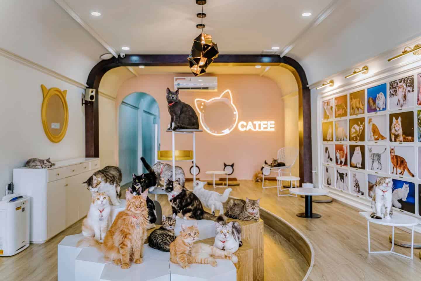 Bí Mật Sức Hút CATFE: Vì Sao Quán Cafe Mèo Lâu Đời Nhất TP.HCM Luôn Được Yêu Thích?