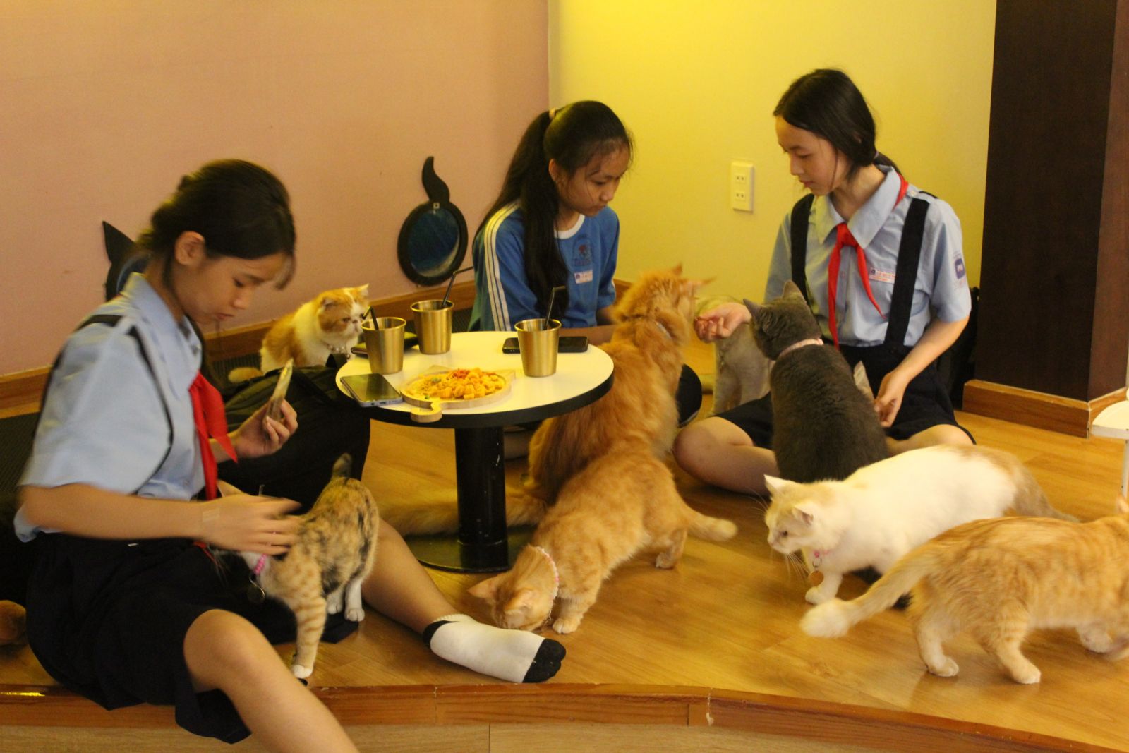 CATFE - Tiên phong cà phê mèo buffet tại Sài Gòn: Quà tặng và mèo cưng đang chờ bạn!