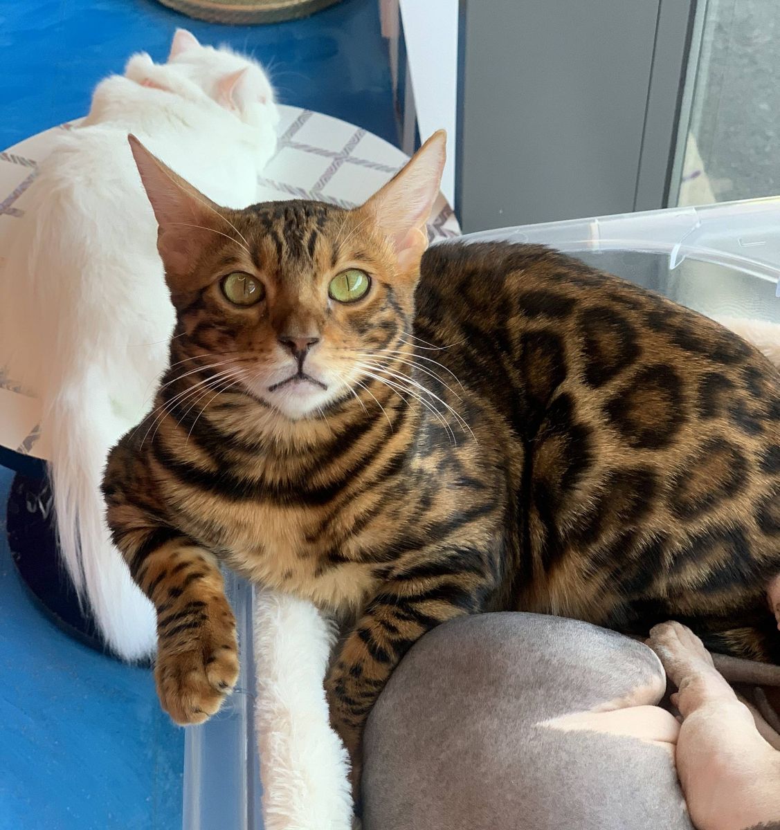 Giống mèo bengal và cách chăm sóc