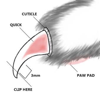 catfe, móng mèo, sức khỏe thú cưng