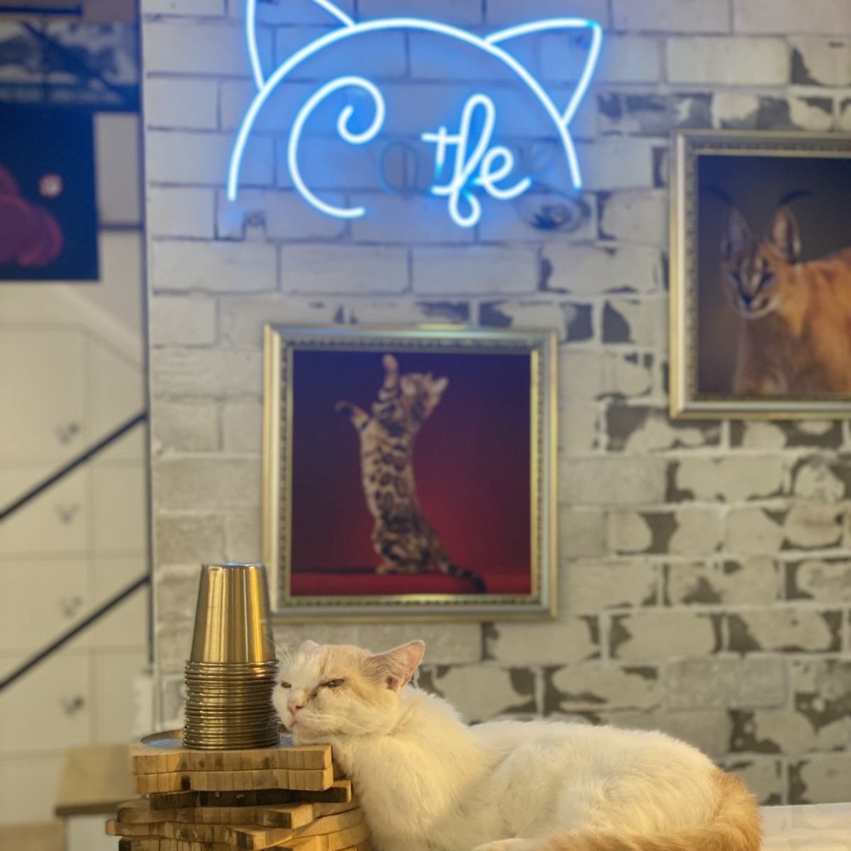 cafe mèo aeon tân phú, cafe mèo catfe, cafe mèo estella