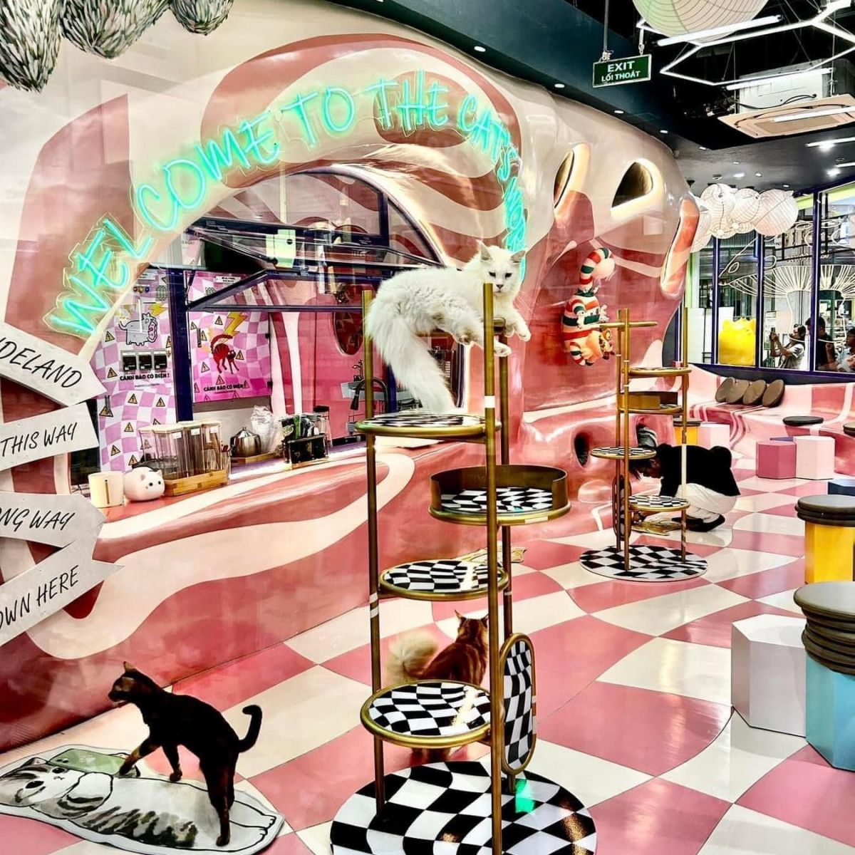 catfe bình tân, cafe mèo aeon mall