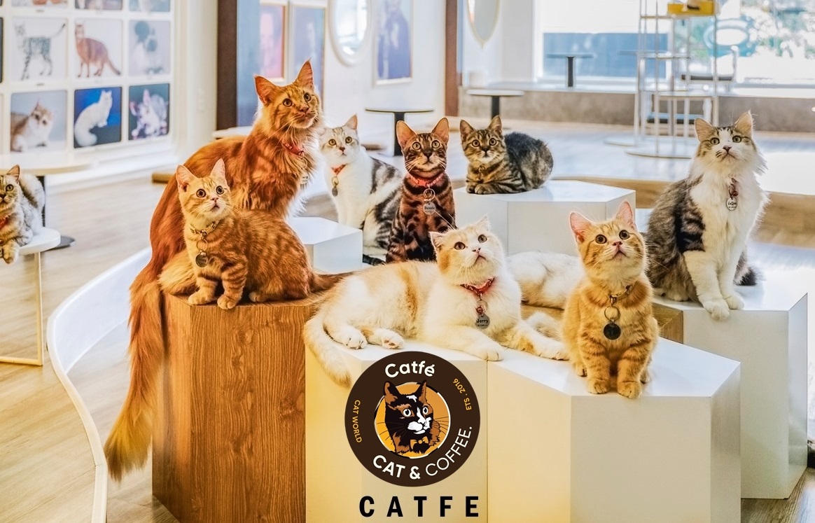 Cafe mèo quận 1; cafe mèo hcm; saigon cat cafe; quán cafe mèo nổi tiếng