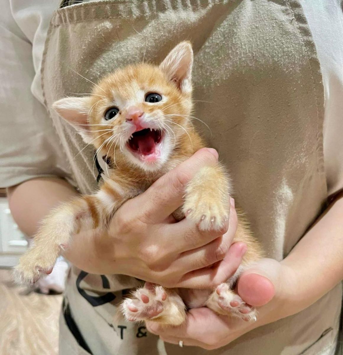 Mới nuôi mèo, catfe