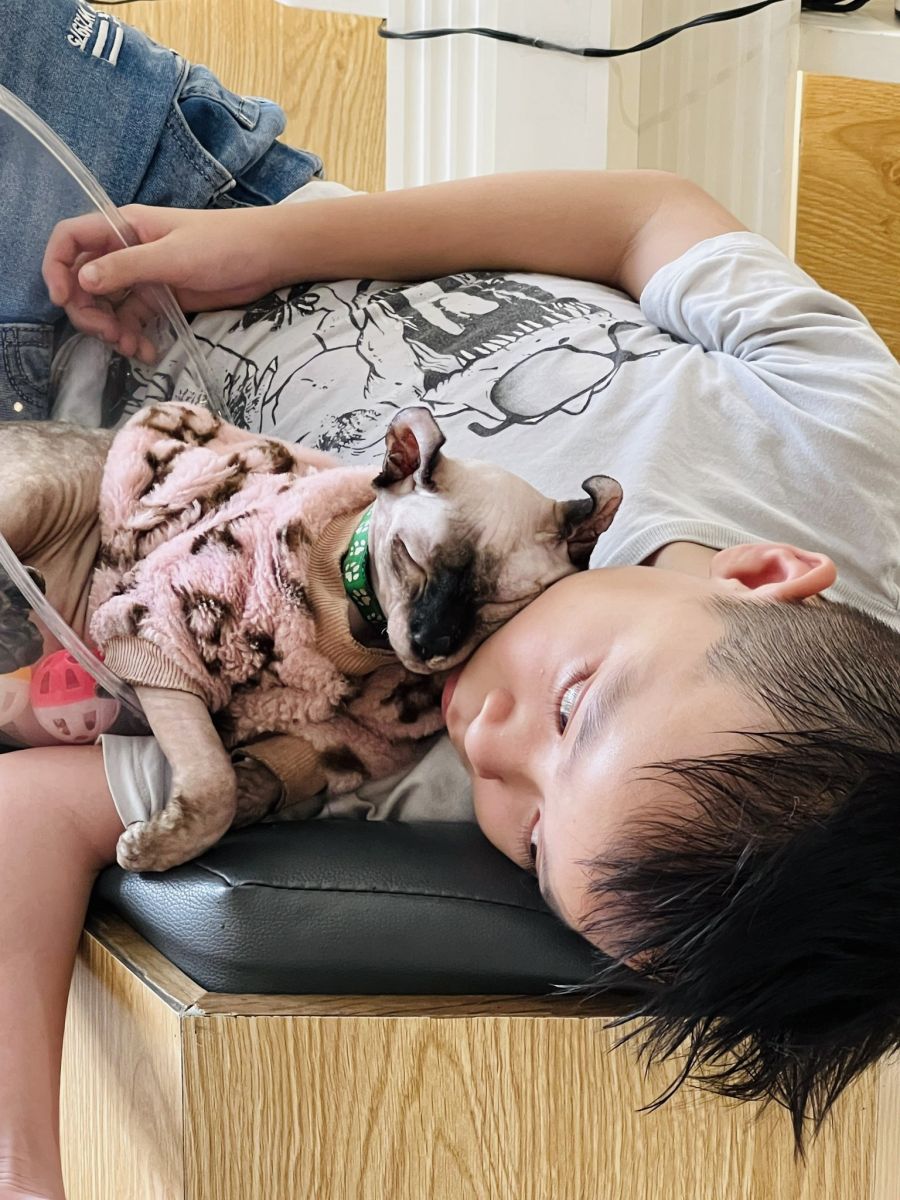 Cafe mèo quận 1; cafe mèo hcm; saigon cat cafe; quán cafe mèo nổi tiếng