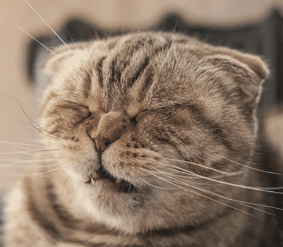 herpes disease, cat health