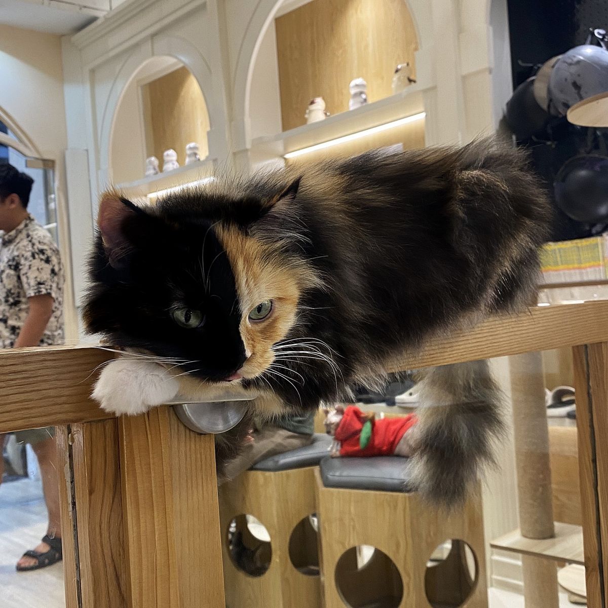 Mới nuôi mèo, catfe, mèo rụng lông, chăm sóc mèo