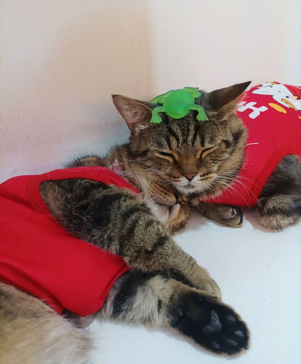 Làm sao để biết mèo đang bị sốt