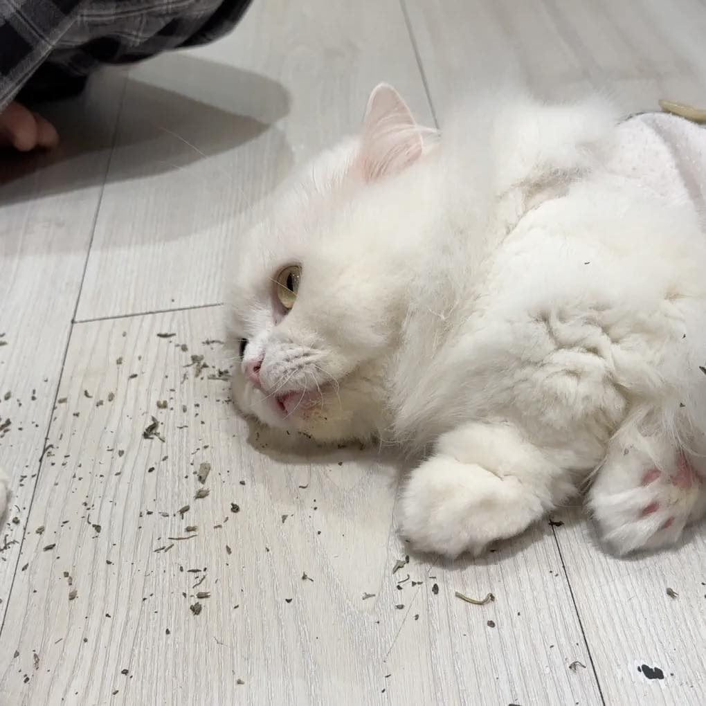 Mèo đi phân lỏng có ảnh hưởng gì nhiều không