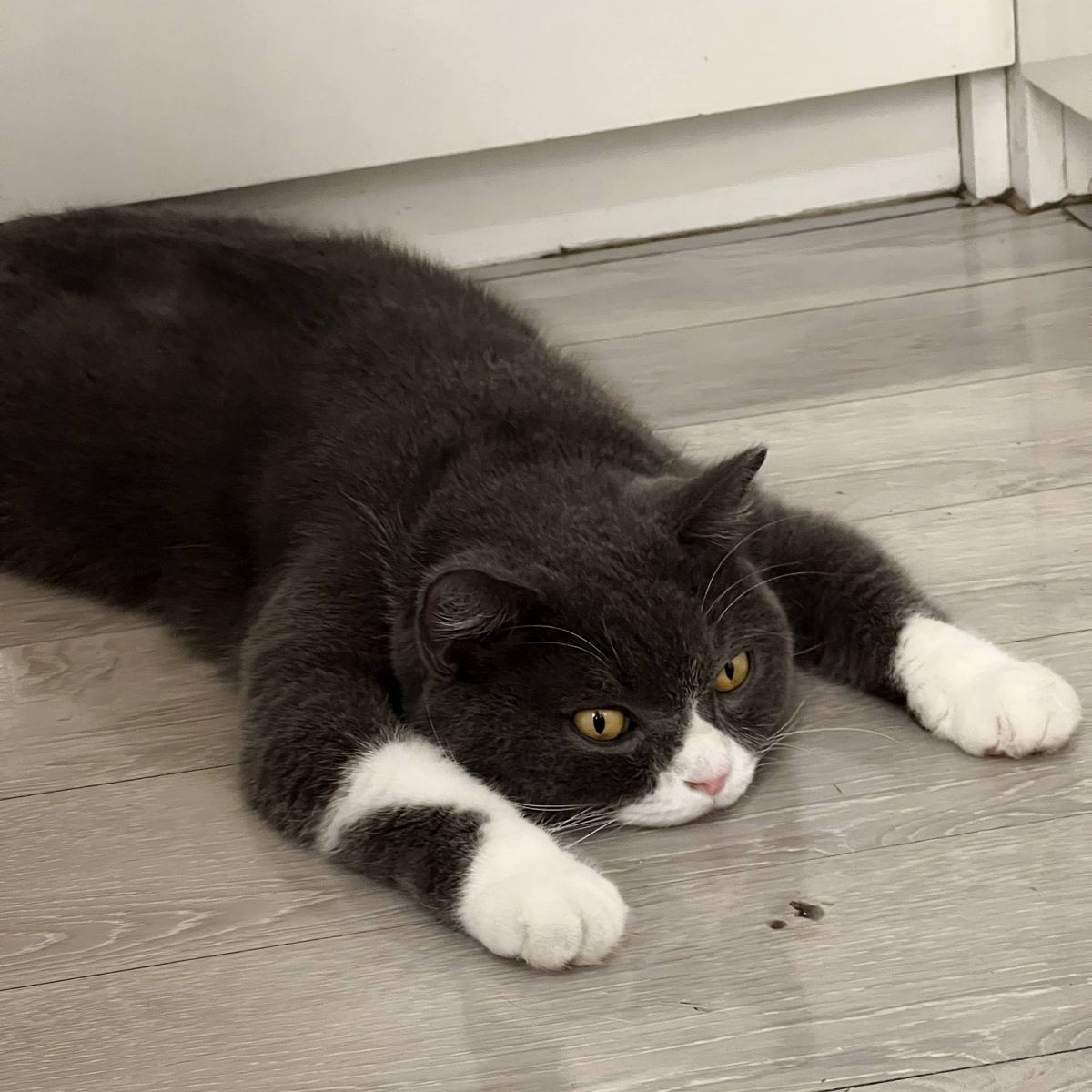 Cafe mèo quận 1; cafe mèo hcm; saigon cat cafe; quán cafe mèo nổi tiếng
