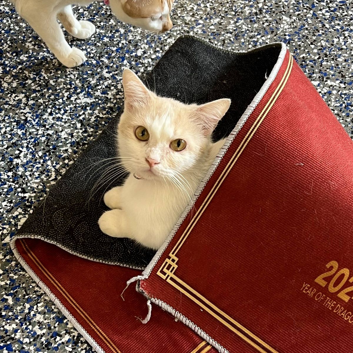 Cafe mèo quận 1; cafe mèo hcm; saigon cat cafe; quán cafe mèo nổi tiếng