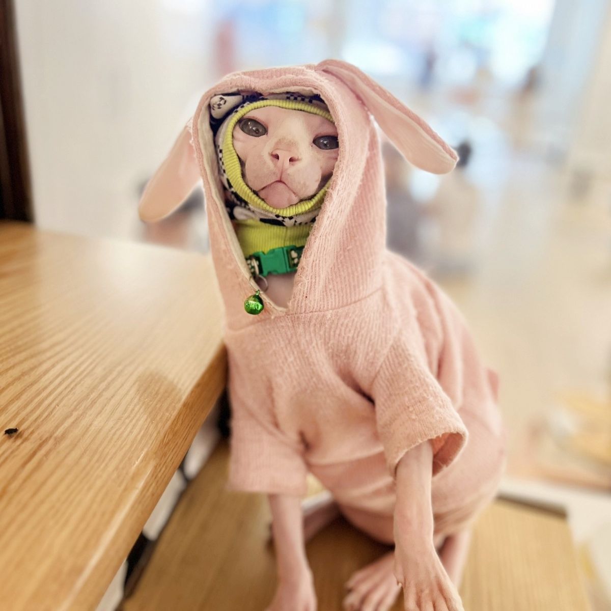 Giống mèo Sphynx