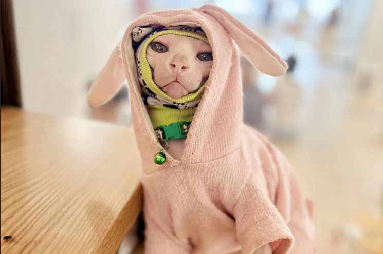 Mèo Sphynx có kiêng kị gì không
