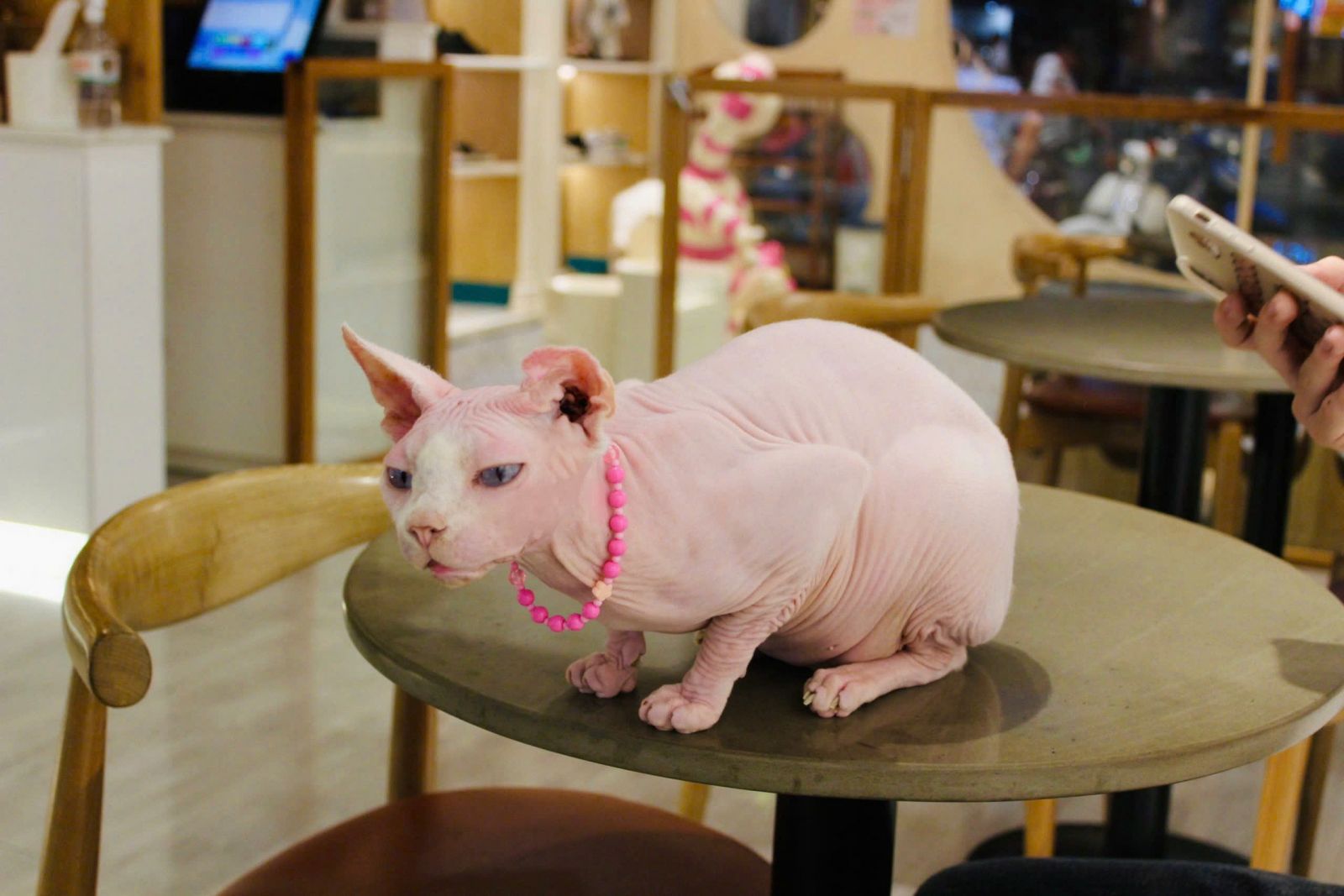Khám Phá Thế Giới "Hoàng Thượng": Những Điều Thú Vị Về Mèo Sphynx, Maine Coon & British Shorthair Tại CATFE