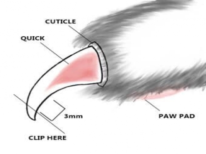 Phân biệt giữa cắt móng và rút móng mèo
