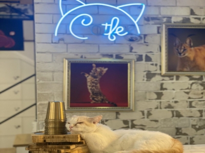 Mở quán cà phê và cà phê mèo có khó khăn không ?