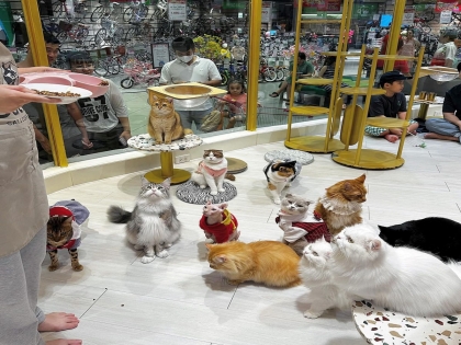 Màu lông của mèo giúp ta biết được gì vê tính cách của mèo