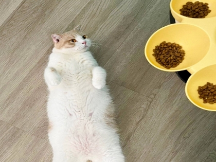 Những loại thực phẩm, trái cây nào mèo nên tránh