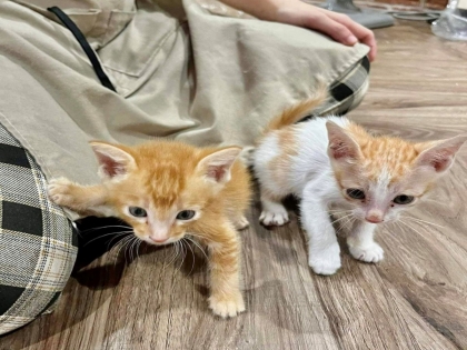 Mèo con nên cho ăn gì sau khi cai sữa