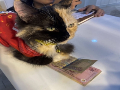 Mèo của bạn có giòi ?
