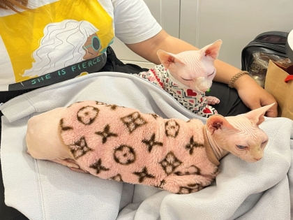 Mèo không lông sphynx