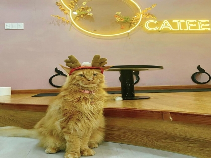 Giống mèo Maine Coon siêu to khổng lồ