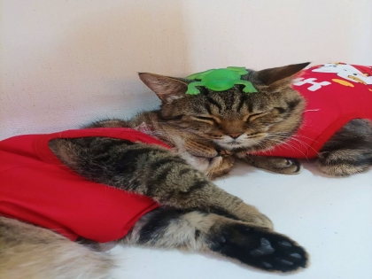 Làm sao để biết mèo đang bị sốt