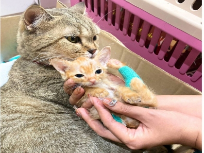 Mèo con mới sinh nhưng mất mẹ thì cần làm gì