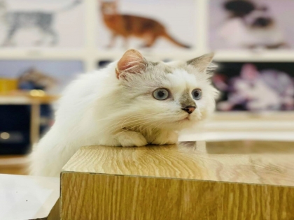 Giống mèo Ragdoll và cách chăm sóc