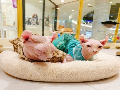 Thực phẩm cho mèo Sphynx