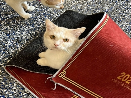 Mèo bị tiêu chảy và cách chăm sóc