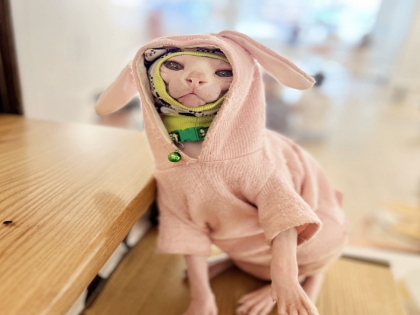 Mèo Sphynx có những tên gọi nào khác không